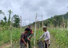 Panen Tomat Bersama Petani, Babinsa Koramil 1401-04/Malunda Terus Dorong Ketahanan Pangan di Desa Binaan