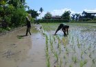 Babinsa dan Petani Tanam Padi di Wonomulyo, Dukung Perluasan Areal Tanam dan Swasembada Pangan