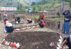 Pimpin Olah Lahan, Babinsa Koramil 1401-02/Pamboang Gerakkan KWT Desa Adolang Dhua Sukseskan Ketahanan Pangan