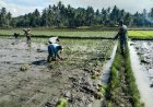 Babinsa Dampingi Petani Tanam Padi di Tapango, Dukung Perluasan Areal Tanam dan Ketahanan Pangan