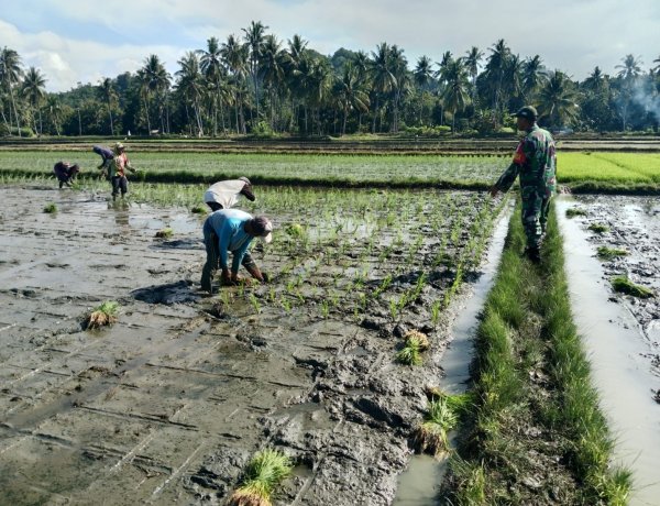 Babinsa Dampingi Petani Tanam Padi di Tapango, Dukung Perluasan Areal Tanam dan Ketahanan Pangan