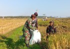 Babinsa Dampingi Panen Padi di Polman, Stok Bulog Masih Aman